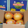 New Crop Fresh Honey Pomelo